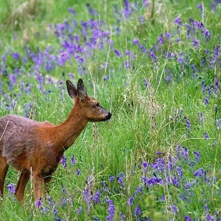 Lakefront 5 Star Country Park Fishing Lakes Near York Free Parking Prázdninový dům *
